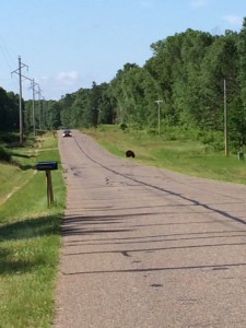 Black Bear of East Horseshoe lake Road and 109